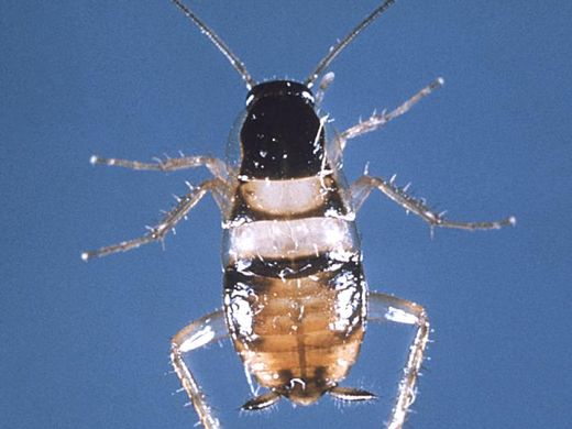 Blatte rayée (Supella longipalpa)