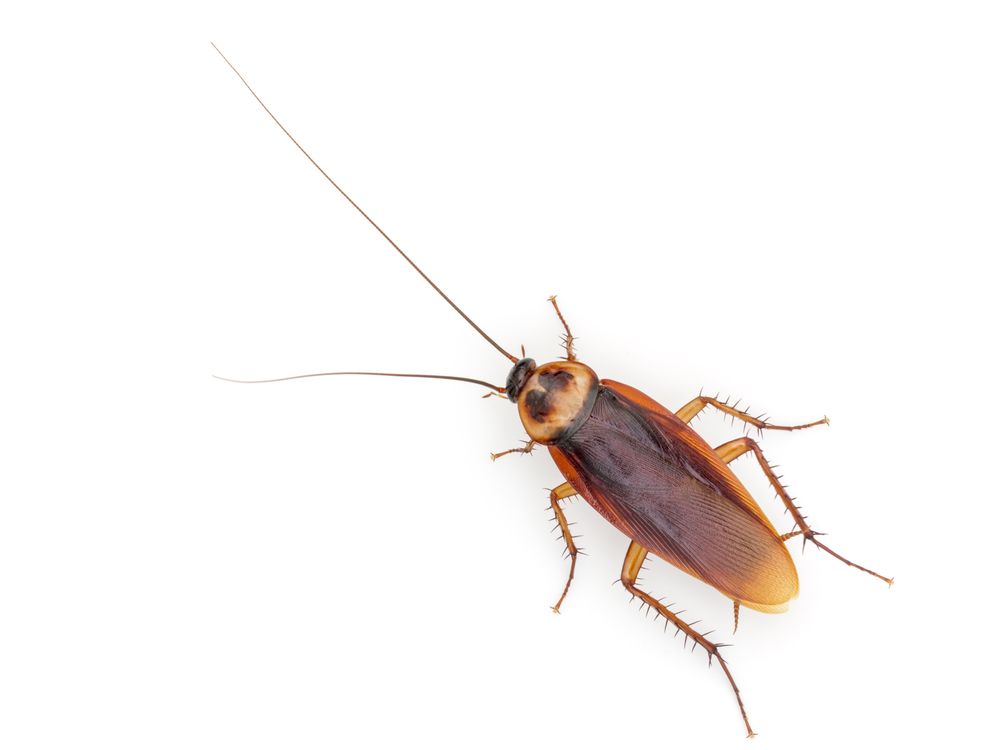 Blatte américaine (Periplaneta americana)