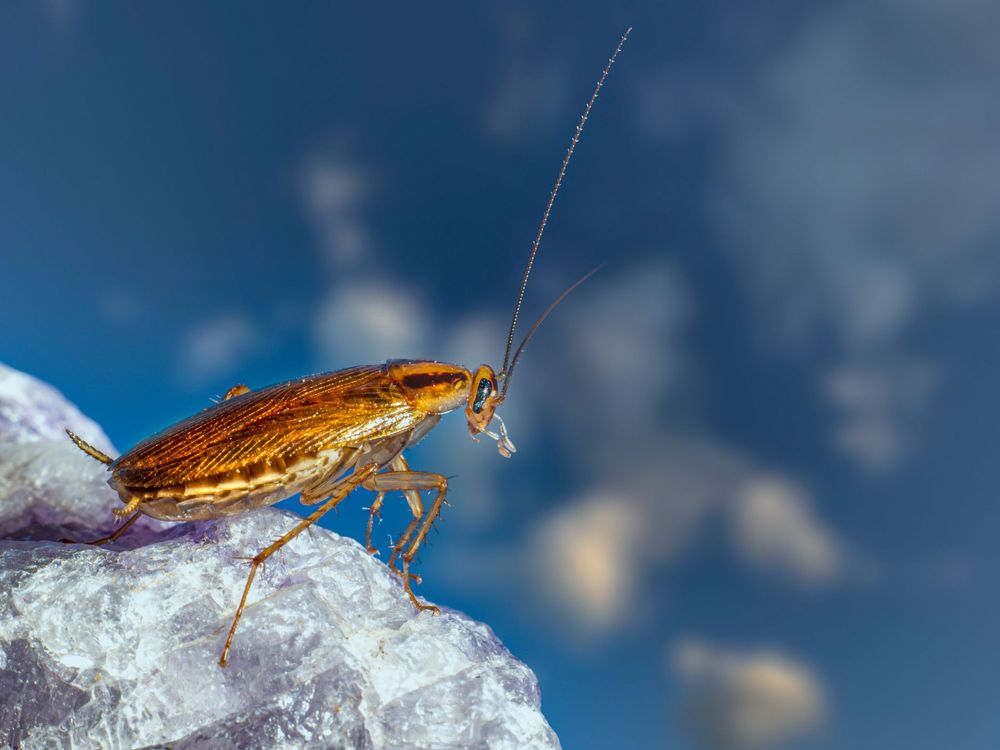 Blatte germanique (Blattella germanica)