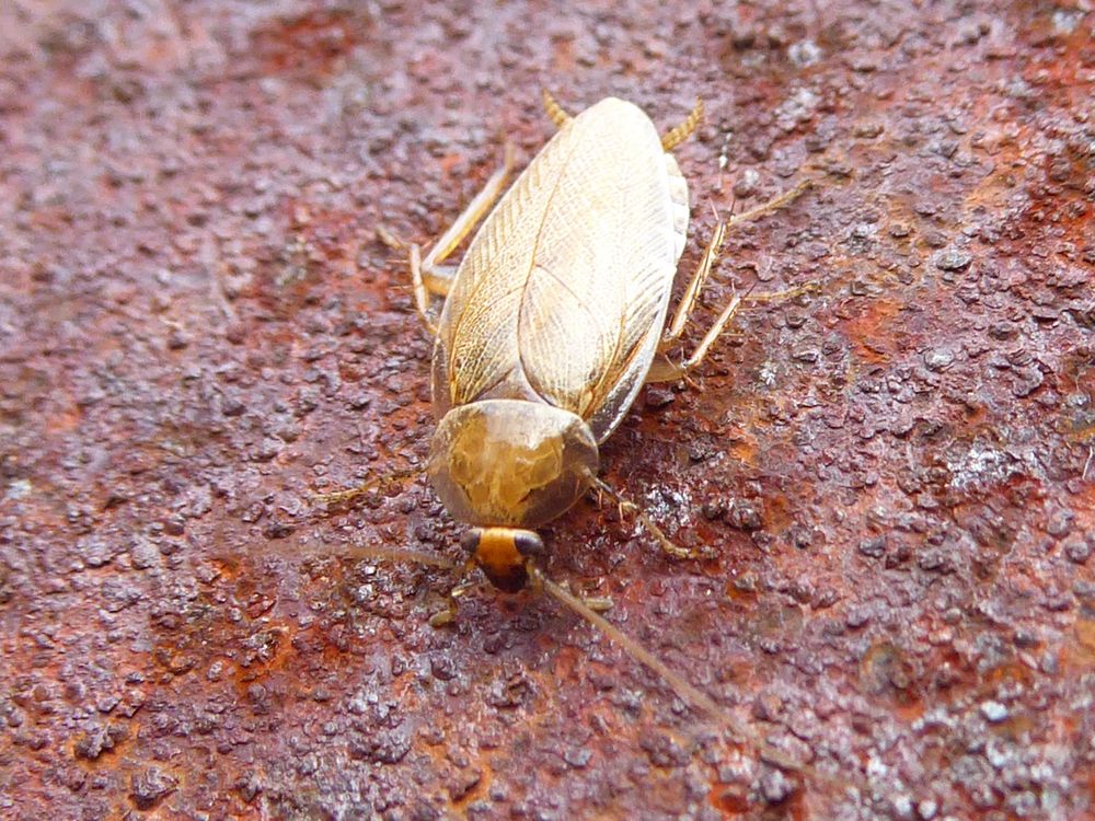 Blatte des bois (Ectobius sp.)