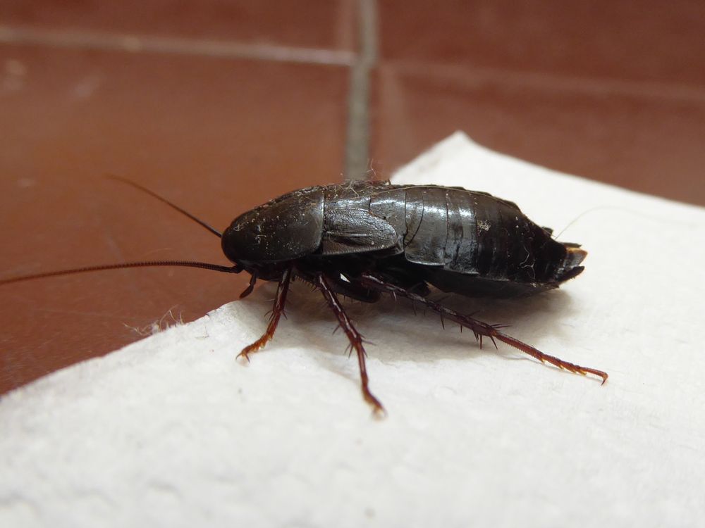 Blatte orientale